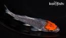 5.75" TANCHO GOSHIKI