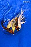 PACK OF (5) 5.25-5.75" BUTTERFLY KOI