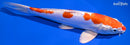 9" KIKUSUI