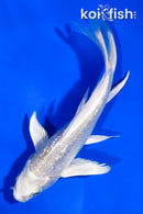 4.5" GINRIN PLATINUM OGON BUTTERFLY