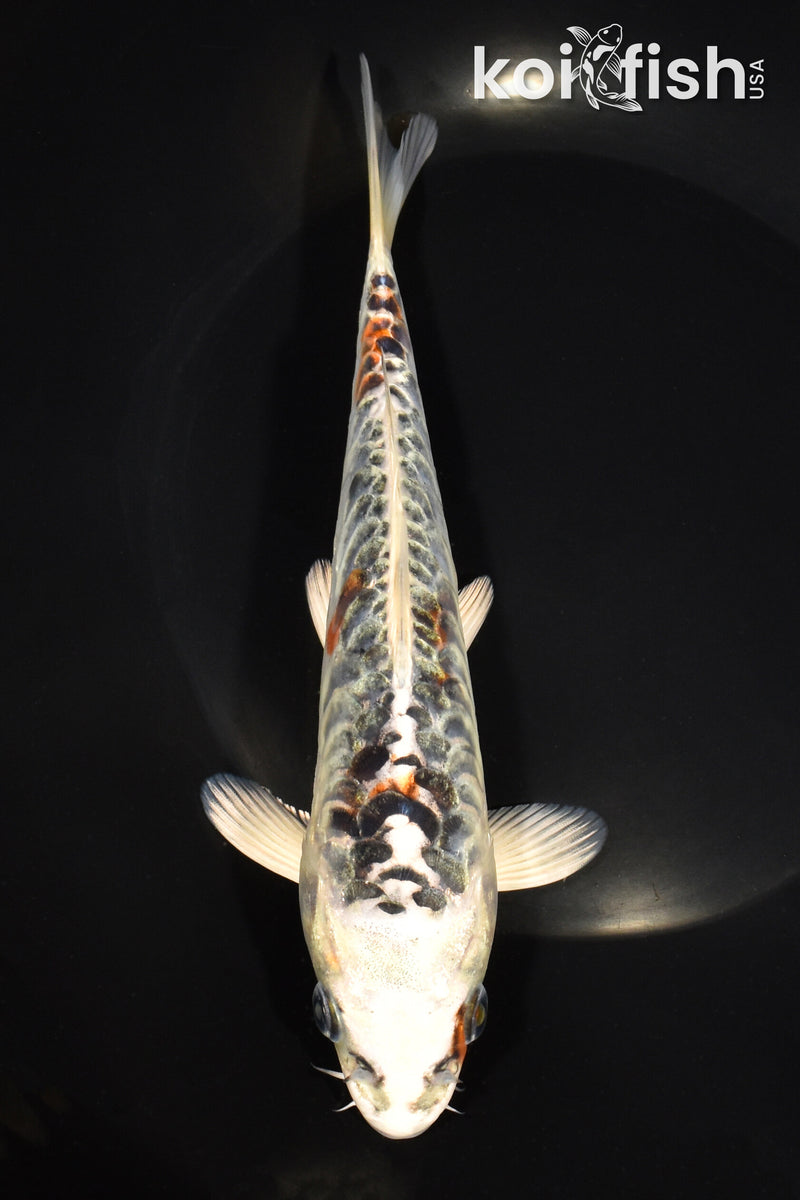 7.75" KUJAKU