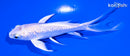 4.5" GINRIN PLATINUM OGON BUTTERFLY
