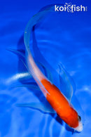 6.5" KOHAKU BUTTERFLY
