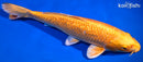 9.75" GINRIN YAMABUKI OGON