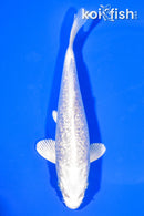 7.25" GINRIN PLATINUM OGON