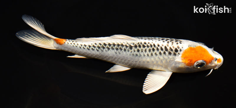 8.25" KUJAKU