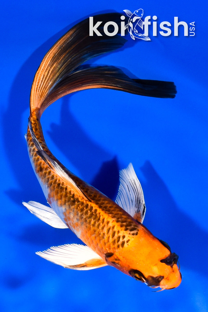 8" KUJAKU BUTTERFLY