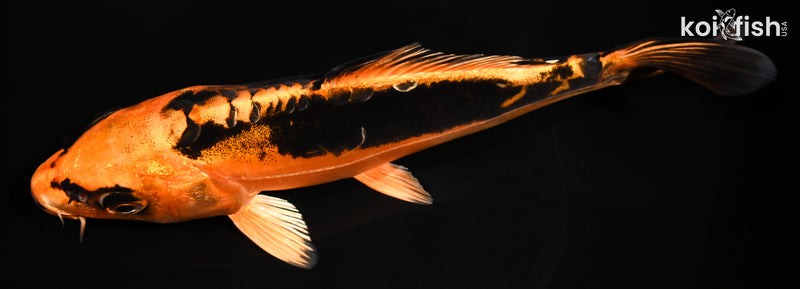 8.25" BENI KIKOKURYU