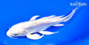 7" DOITSU PLATINUM OGON BUTTERFLY