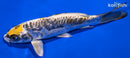 6.75" KIN KIKOKURYU