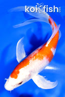 7" HARIWAKE BUTTERFLY