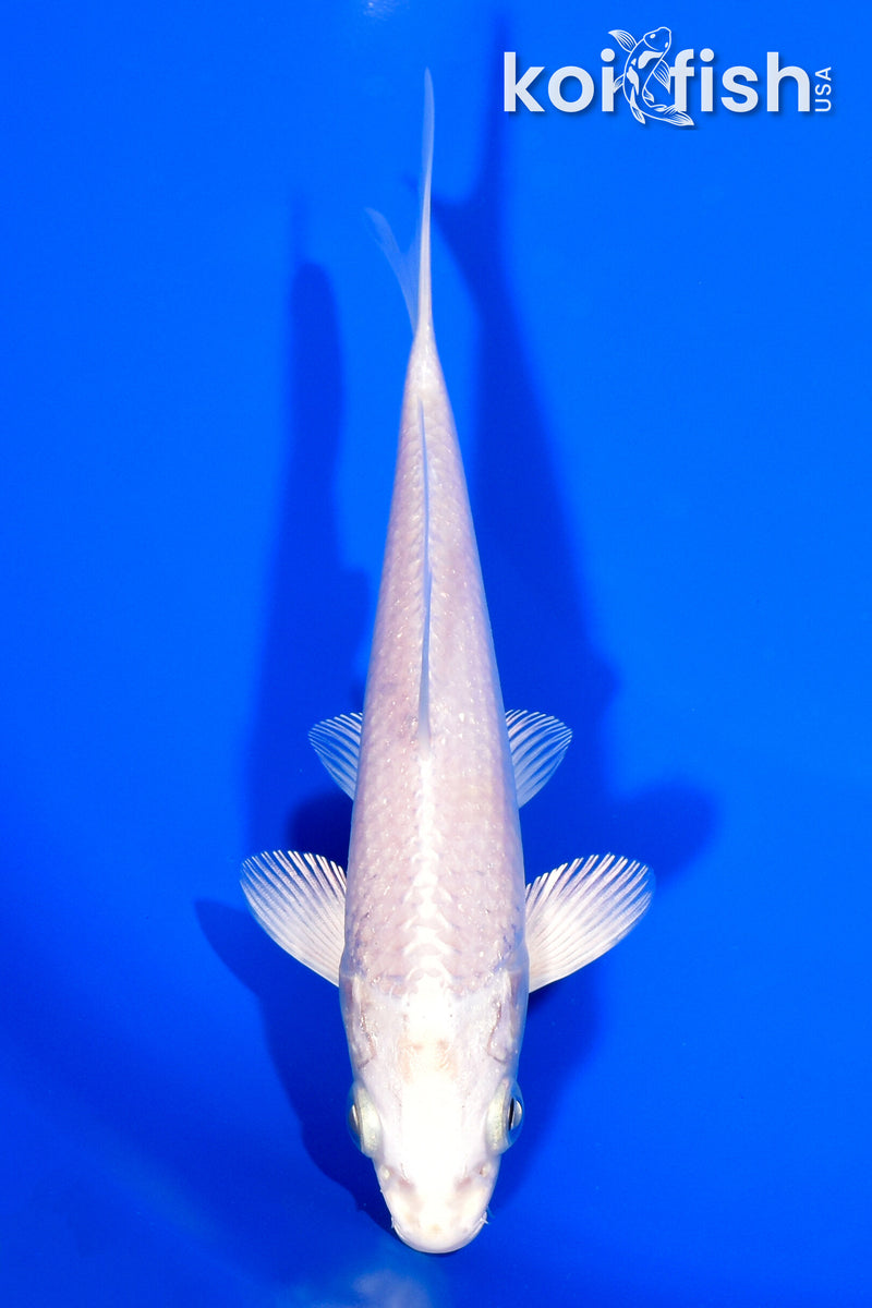 5.75" PLATINUM OGON