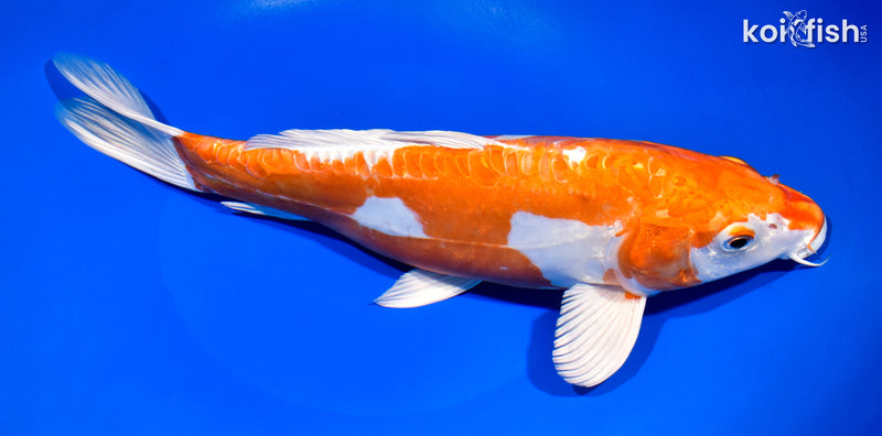11.75" KIKUSUI