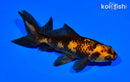 6" WATONAI GOLDFISH