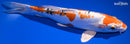 9.75" HEISEI NISHIKI
