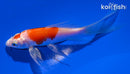 4.5" MARUTEN HARIWAKE BUTTERFLY