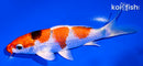 6.5" YAMATO NISHIKI