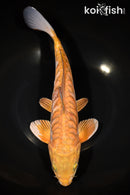 12.5" DOITSU OCHIBA SHIGURE