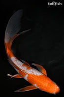 7.75" OCHIBA SHIGURE BUTTERFLY
