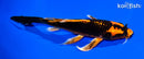 9" ORENJI MATSUBA BUTTERFLY