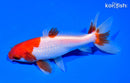5" SARASA WAKIN GOLDFISH