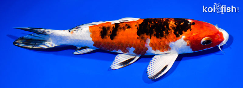 8.25" YAMATO NISHIKI