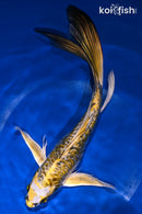 9.25" KIN KIKOKURYU BUTTERFLY