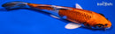 5.5" KUJAKU