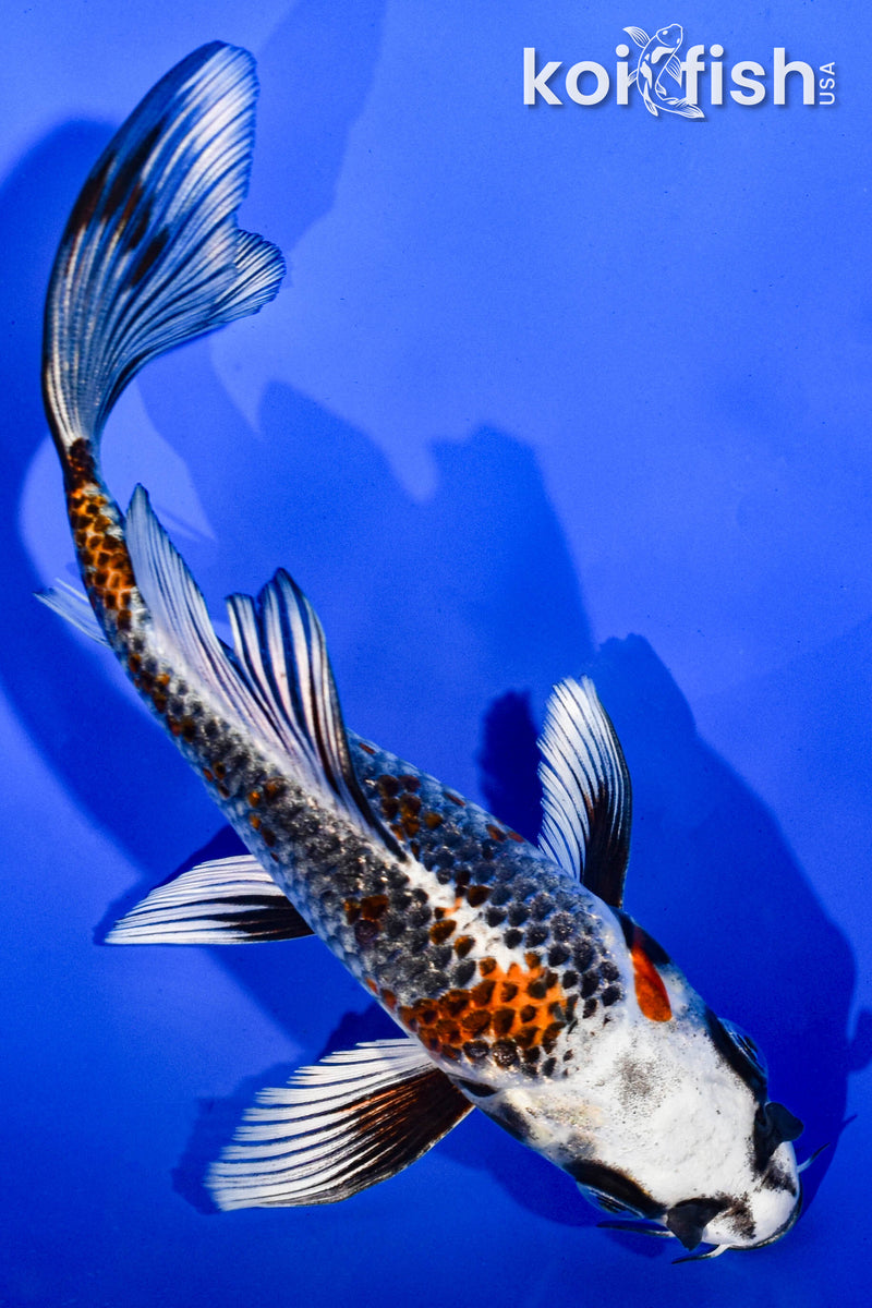 6.5" KUJAKU BUTTERFLY