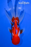 5" ORANDA GOLDFISH