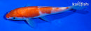 5" KOHAKU