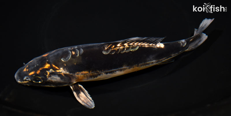 7.5" BENI KIKOKURYU