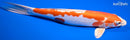 12.5" KIKUSUI