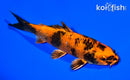 5.75" KIN HI UTSURI