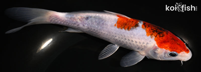 7" GOROMO
