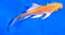 4" ORENJI OGON BUTTERFLY
