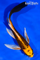 6" ARAGOKE BENI KIKOKURYU BUTTERFLY