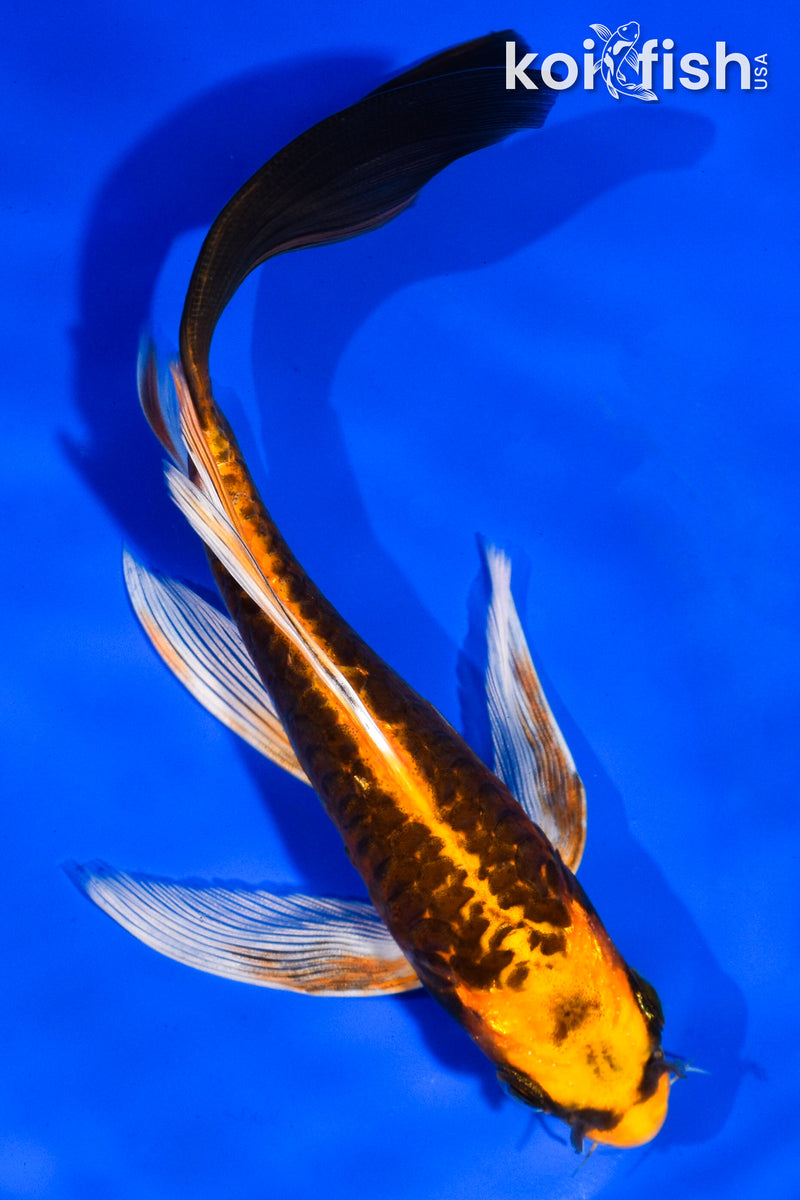 6" ARAGOKE BENI KIKOKURYU BUTTERFLY