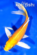 6.75" YAMABUKI OGON BUTTERFLY