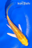 4.5" GINRIN YAMABUKI OGON BUTTERFLY