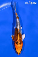 5.75" KUJAKU