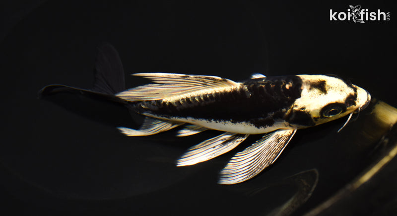 6.75" KABUTO BUTTERFLY