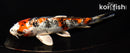6.5" KUCHIBENI YAMATO NISHIKI