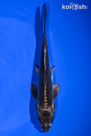 6.75" GINGA