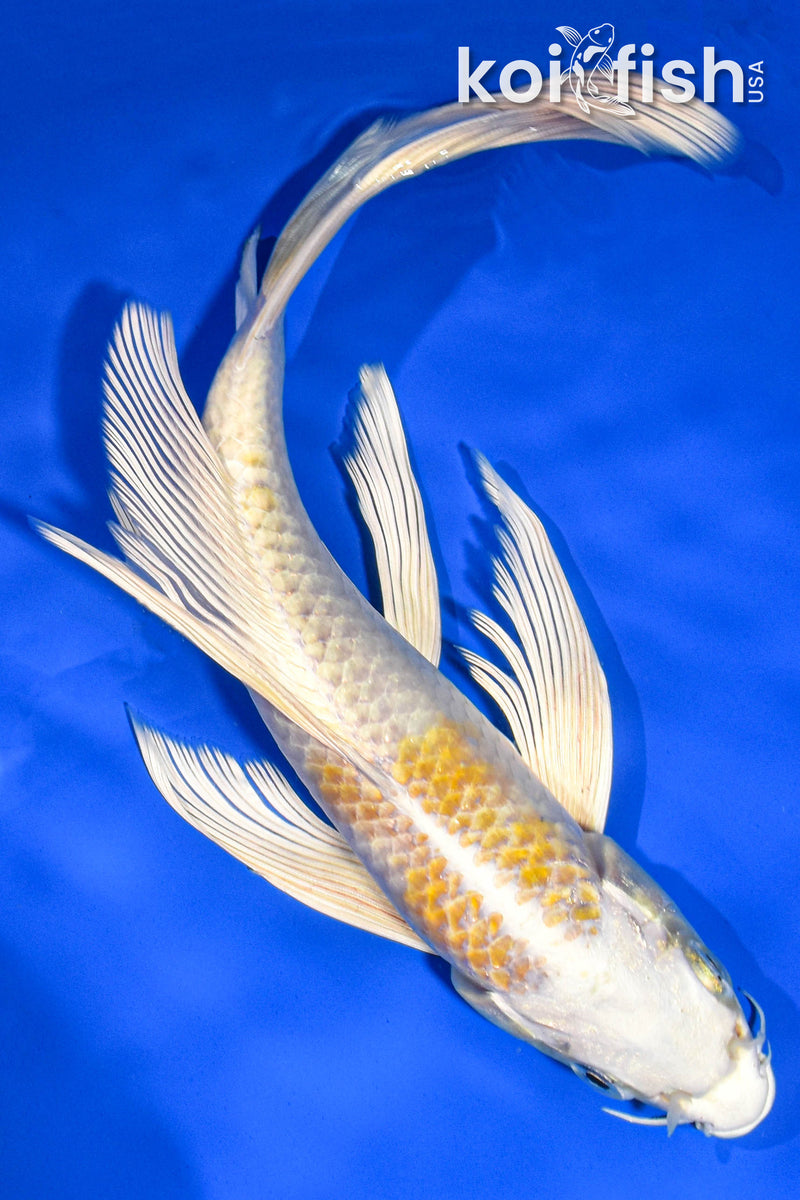 9" HARIWAKE BUTTERFLY