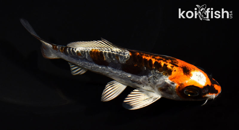 5.25" BENI KIKOKURYU