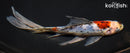 8" SHUBUNKIN GOLDFISH