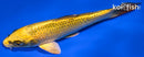 6.25" KIN KI MATSUBA