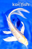 7.25" GINRIN LEMON HARIWAKE BUTTERFLY