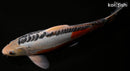 13.75" HI SHUSUI